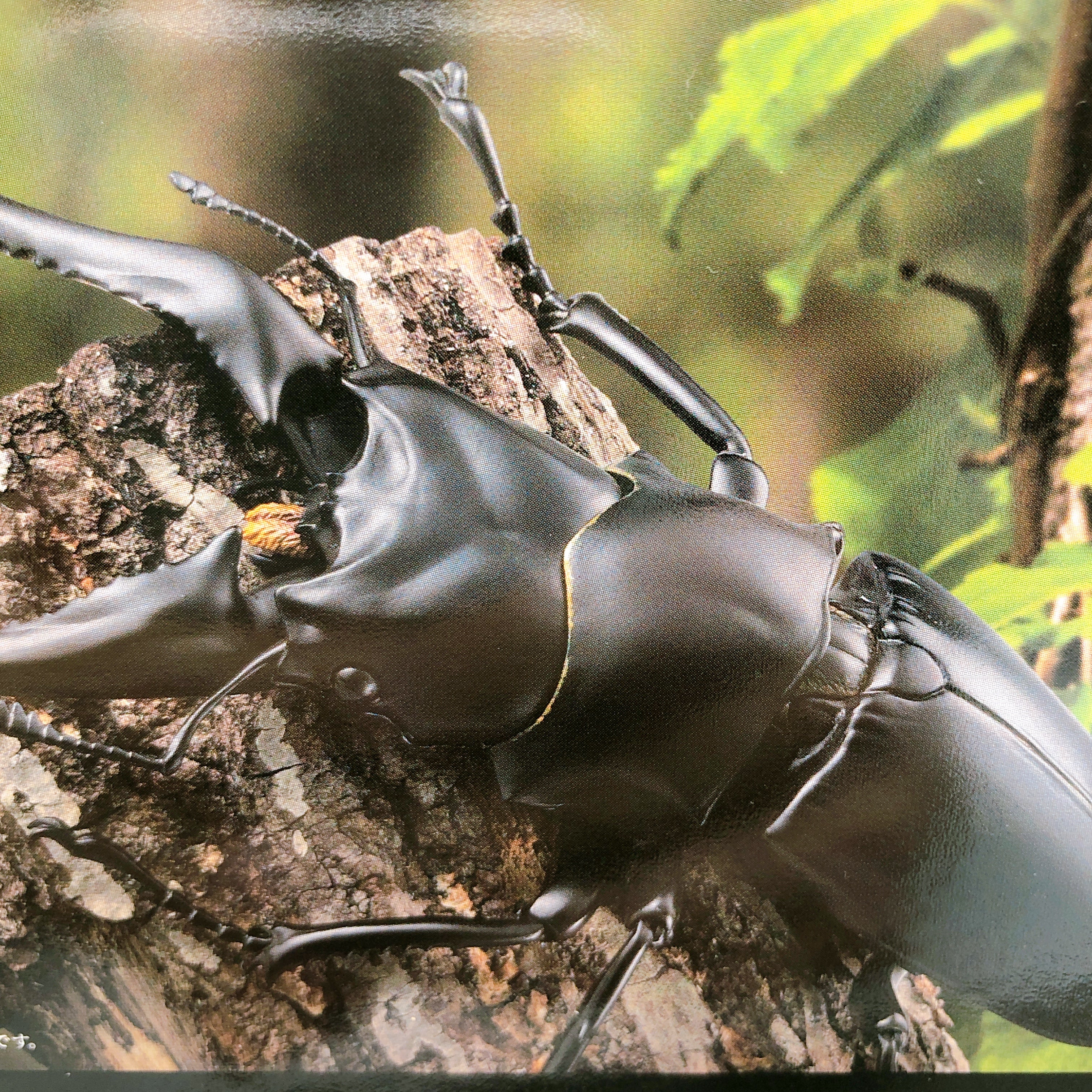 Kaiyodo Revo Geo Prosopocoilus Giraffa Insect Figure Japan